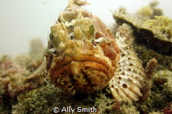 Close up of Scorpion Fish taken off Rotnest island. Fish ... by Ally Smith 